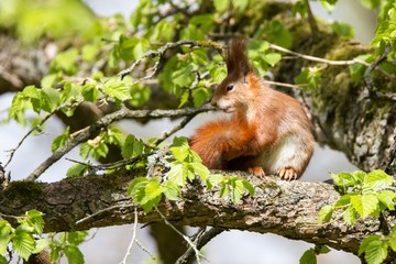 Eichhörnchen 24 © Karl-Heinz Schmidt