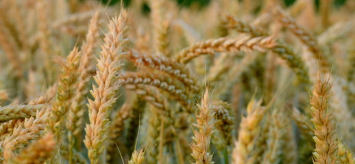 Wheat closeup