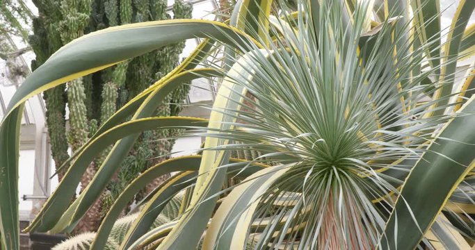 Large Octopus Century Plant with Long Twisting Leaves in Tropical Arid Garden
