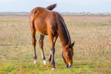 Alberese (Gr), Italy, horse grazing in the Maremma Regional Park