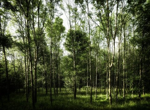 Lush green forest on spring day