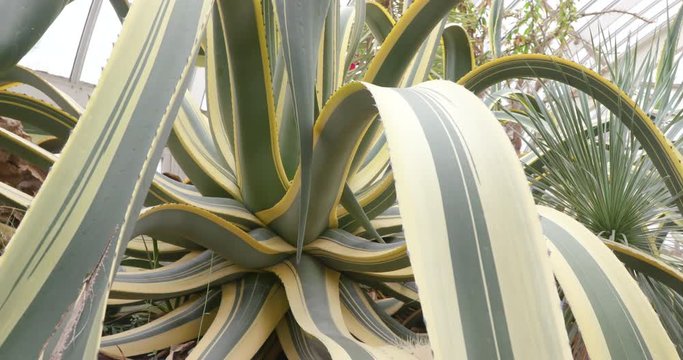 Large Octopus Century Plant with Long Twisting Leaves in Tropical Arid Garden