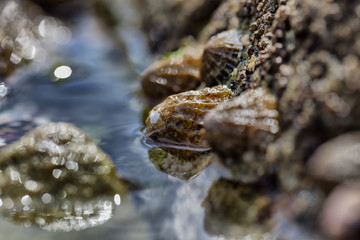 Close up shot about some small seashells on a rock in low tide in Guilvinec, Brittany, France