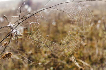 Fragile spider net in early in a foggy wet and cold morning