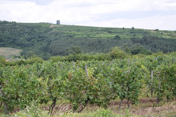 Fototapeta na wymiar Winnice naWęgrzech latem