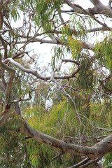 branches near ocean