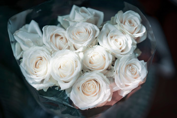 Bouquet of light roses on dark background in the morning sunlight