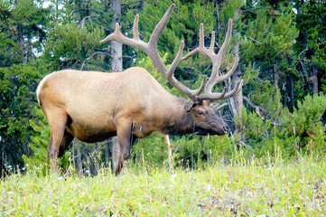 Large bull elk close-up smells something in the air and snorts a warning.