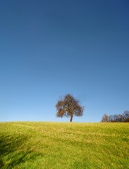 Fototapeta na wymiar Isolated tree