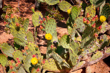 Yellow flowers adorn a Prickly Pear seen in the Sonora desert in Arizona