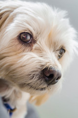 West Highland White Terrier dog.