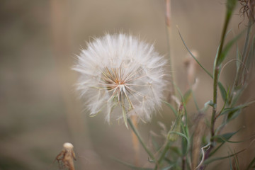 close up of a Dandelion 