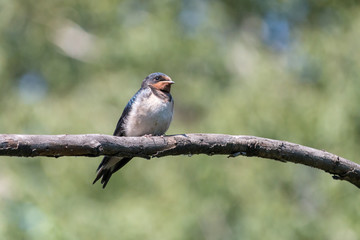 Barn swallow cute chick perching on branch. Juvenile barn swallow (Hirundo rustica) with white belly on blurred green background.