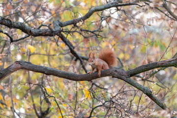Eurasian red squirrel sitting on tree branch in fall season. Cute squirrel (Sciurus vulgaris) with red ear-tufts, white belly and fluffy tail with blurred autumn leaves in background.