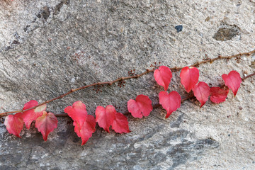 Wild grapes vine on a rough stone wall. Saturated red grape leaves on light background in fall season.