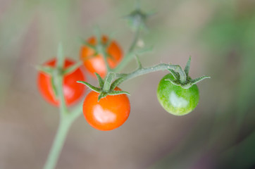 Cherry tomatoes ripening on the vine at various stages of maturation