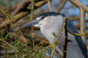 Black-crowned night heron with narrowed red eyes. Black-capped night heron (Nycticorax nycticorax) with suspecting face expression.