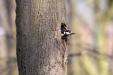 Great spotted woodpecker looking out of the nest hole on tree trunk. Female woodpecker (Dendrocopos major) sitting in the nesting cavity on linden.