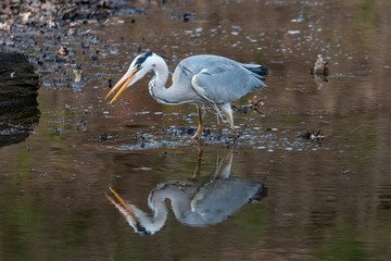 Grey heron fishing in the pond. Long legged grey heron (Ardea cinerea) with open beak standing in the water.