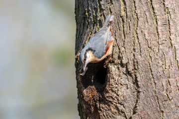 Eurasian nuthatch with bark flake in beak sitting on tree trunk over the nest hole. Male wood nuthatch (Sitta europaea). Little passerine bird with bluish grey upperparts and orange underparts.