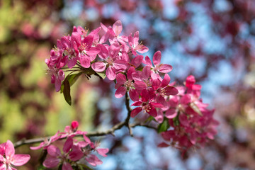 Fototapeta premium Blooming apple tree branch. Saturated pink flowers on blue and green blurred background in spring.