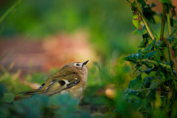 Goldcrest on an autumn lawn