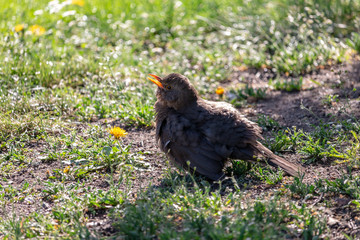 Female blackbird with open beak and spreaded feathers sitting on the ground. Eurasian or common blackbird (Turdus merula) puff out feathers to keep cool on hot day.