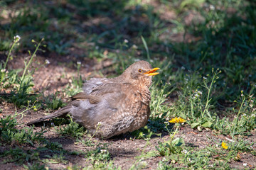 Female blackbird sitting on the ground with open beak and spreaded feathers. Eurasian or common blackbird (Turdus merula) puff out feathers to keep cool on hot day.