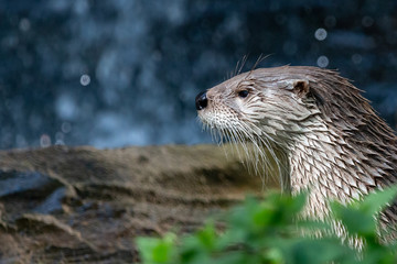 North American river otter profile portrait. Wet Northern river otter (Lontra canadensis) with thick whiskers against blurred waterfall.