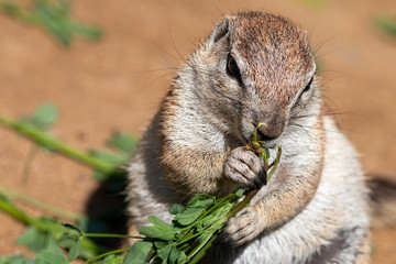 Fat ground squirrel eating green grass. Close-up portrait of Cape ground squirrel (Xerus inauris) holding food in little fingers.