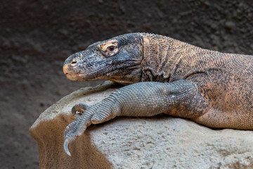 Obraz premium Komodo dragon close-up portrait. Komodo monitor (Varanus komodoensis), the largest lizard, lying on stone.