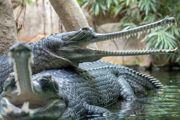 Gharial or fish-eating crocodile with open mouth. Gavial (Gavialis gangeticus) lying on another crocodile near the water.