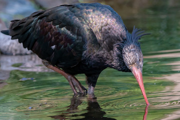Drinking Northern bald ibis standing on one leg. Juvenile Hermit ibis or waldrapp (Geronticus eremita) has glossy black plumage and long red curved beak. Big bird in the water with green reflection.