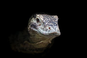 Komodo dragon close-up portrait isolated on black. Komodo monitor (Varanus komodoensis), largest living species of lizard.