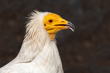 Close-up portrait of Egyptian vulture with open beak. White scavenger vulture or pharaoh's chicken (Neophron percnopterus) has white plumage and yellow unfeathered face with hooked bill.