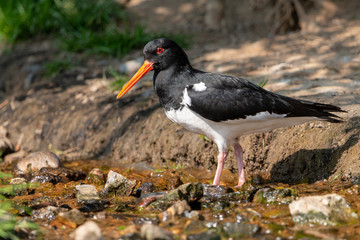 Eurasian oystercatcher standing in a creek. Common pied oystercatcher (Haematopus ostralegus) with...