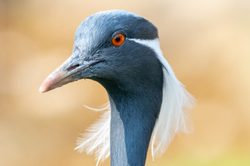 Close-up portrait of Demoiselle crane. Beautiful crane (Grus virgo) with reddish-orange eyes and long white feather plume stretches from eye to beyond the head.