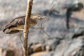 Juvenile black-crowned night heron with twig in a beak. Young black-capped night heron (Nycticorax nycticorax) perching on a branch holding a sprig in a bill.