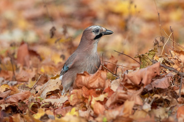 Bird sitting among fallen leaves in autumn. Eurasian jay (Garrulus glandarius) sitting on the ground and looking sideways.