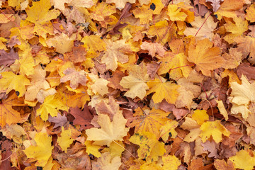 Autumn pattern of yellow fallen leaves. Maple and oak colorful foliage on the ground in fall season.