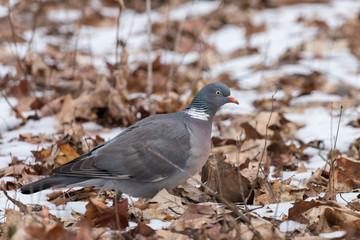 Wood pigeon looking for food on the ground. Common wood pigeon (Columba palumbus) sitting on snow-covered fallen leaves. Large grey bird with pinkish breast, pink beak and with white on neck and wings