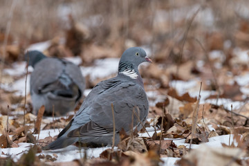 Wood pigeons looking for food among snow and fallen leaves. Common wood pigeon (Columba palumbus) sitting on the ground. Big grey dove with pinkish breast, pink beak and with white on neck and wings.