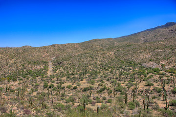 Fototapeta na wymiar The Saguaro East Rincon Mountain National Park in Tucson, Arizona