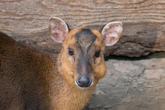 Chinese muntjac doe close-up portrait. Reeves's muntjac (Muntiacus reevesi), female, small brown deer with dark markings on face.