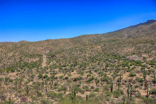 The Saguaro East Rincon Mountain National Park in Tucson, Arizona
