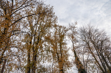 Fototapeta premium fall trees