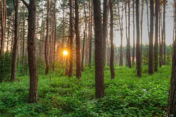 Sunset Sunrise Sun Sunshine Shining Through Pine Trees In Sunny 