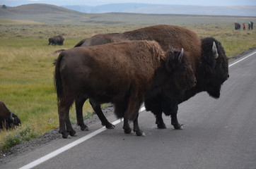 BISONS YELLOWSTONE NATIONAL PARK (WYOMING) USA
