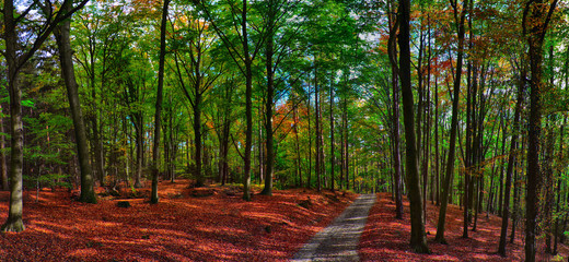 Beech trees forest/woodland with gravel road at autumn afternoon daylight