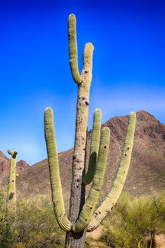 Saguaro Cacti in the West Tucson Mountain desert of Arizona